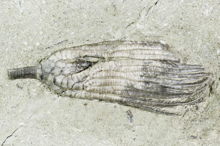 Fossil Crinoid (Hylodecrinus) - Crawfordsville, Indiana #110596